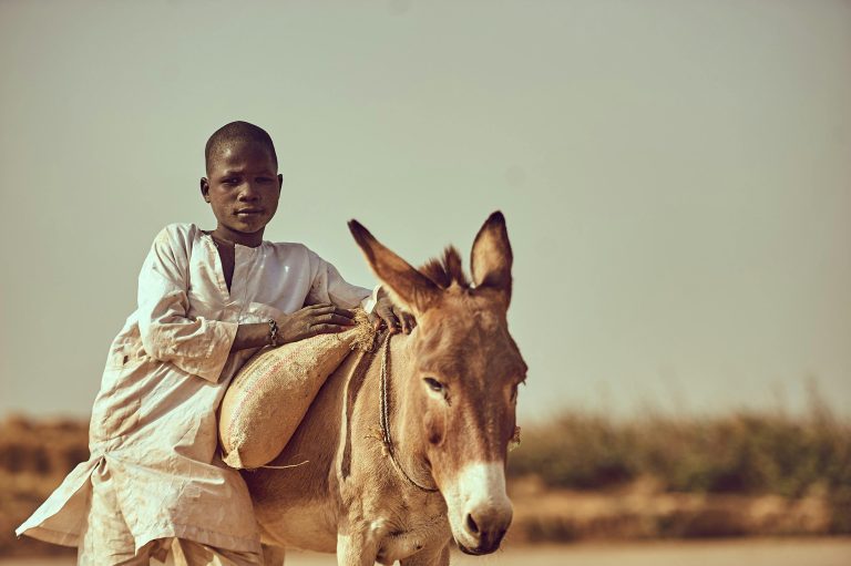 Teenage boy riding a donkey in rural Kebbi, Nigeria, showcasing traditional farming life.
